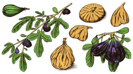 Fresh figs set. Detox spice. Dried fruit, cut pieces. Foliage, plant and branch. Vector Engraved hand drawn sketch for label, poster or menu.のイラスト素材