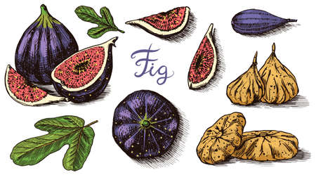 Fresh figs set. Detox spice. Dried fruit, cut pieces. Foliage, plant and branch. Vector Engraved...