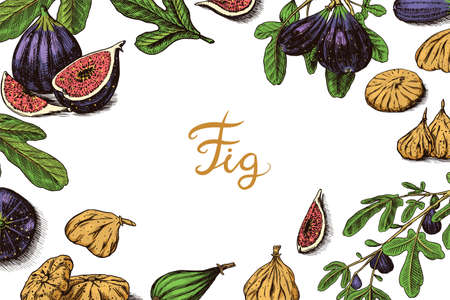 Fresh figs Poster or banner. Detox spice. Dried fruit background. Foliage, plant and branch. Vector Engraved hand drawn sketch for label, poster or menu.のイラスト素材