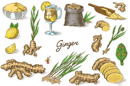 Ginger root, Chopped rhizome, Fresh plant, Bag and tea in glass cup. Vector Engraved hand drawn sketch. Pieces of ingredient set. Detox spice.のイラスト素材