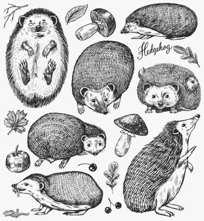 Hedgehog set. Spiny forest animal. Vector Engraved hand drawn Vintage sketch for label or poster.のイラスト素材