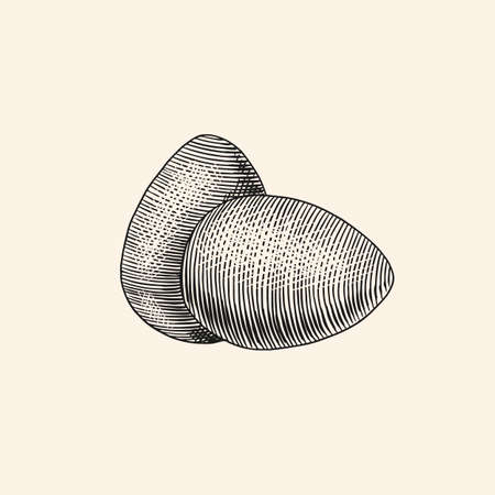 Eggs and shell, farm product. Engraved hand drawn vintage sketch. Woodcut style. Vector illustrationのイラスト素材