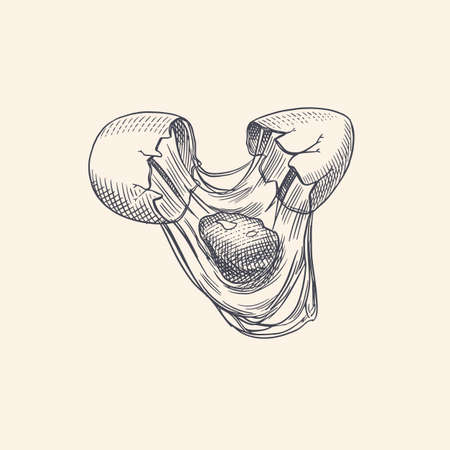 Broken egg with yolk and shell. Farm product. Engraved hand drawn retro vintage sketch. Woodcut style. Vector illustration for menu or poster.のイラスト素材