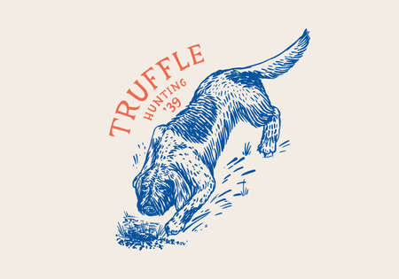 Lagotto Romagnolo dog for locating truffles mushrooms. Engraved hand drawn vintage sketch. Woodcut style. Vector illustration.のイラスト素材