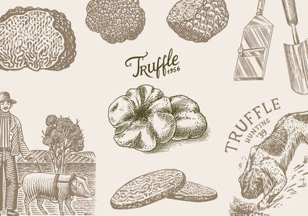 Truffles mushrooms background. Hog and Lagotto Romagnolo dog. Engraved poster or banner. Hand drawn vintage sketch. Ingredients for cooking food. Woodcut style.のイラスト素材