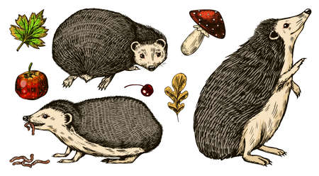Hedgehog set. Spiny forest animal. Vector Engraved hand drawn Vintage sketch for label or poster.のイラスト素材