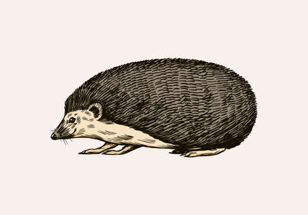 Hedgehog or Spiny forest animal. Prickly creature. Side view. Vector Engraved hand drawn Vintage sketch for label or poster.のイラスト素材