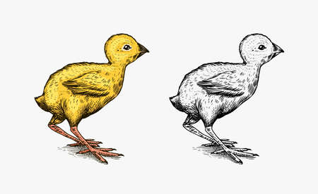 Chicken or farm little bird. Engraved hand drawn vintage sketch. Woodcut style. Vector illustration for menu or poster.のイラスト素材