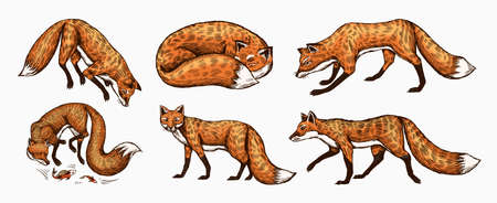 Wild red fox set. Forest ginger animal flying and jumping. Vector Engraved hand drawn Vintage sketch...