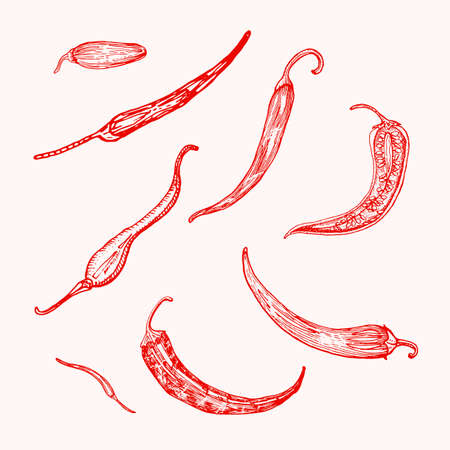 Red hot chili peppers in vintage style. Salad ingredients. Farm vegetable. Vector illustration. Hand drawn engraved retro sketch. Doodle styleのイラスト素材