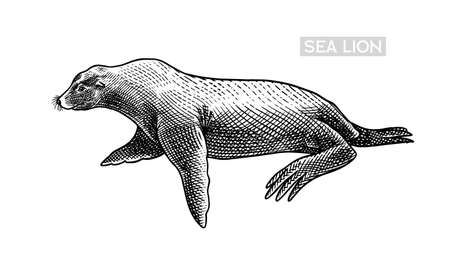 Sea lion. Marine creatures, nautical animal. Fur seal or pinnipeds. Vintage retro signs. Doodle style. Hand drawn engraved sketchのイラスト素材