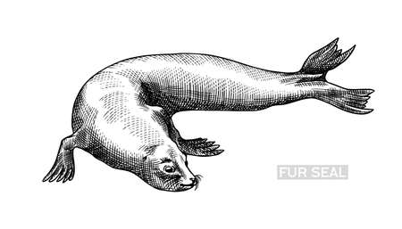 Fur seal. Marine creatures, nautical animal or pinnipeds. Vintage retro signs. Doodle style. Hand drawn engraved sketchのイラスト素材