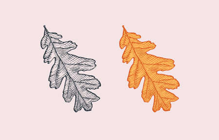 Autumn leaves or herb. Rustic decorative oak plant. Vector illustration. Engraved hand drawn in...