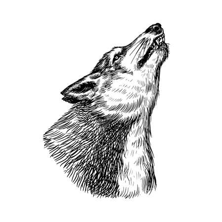 Gray wolf. Gray wolf. A predatory beast. Wild forest animal. Vector Engraved hand drawn Vintage old sketch for stamp, t-shirt or typography or badge.のイラスト素材