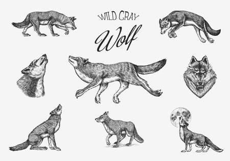 Gray wolf set. Gray wolf. A predatory beast. Wild forest animal. Vector Engraved hand drawn Vintage old sketch for stamp, t-shirt or typography or badge.のイラスト素材