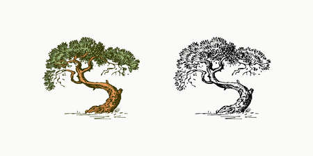 Olive tree in vintage style. The national symbol of Greece. Hand drawn engraved sketch in vintage style. Template for cards, labels or web sites.のイラスト素材