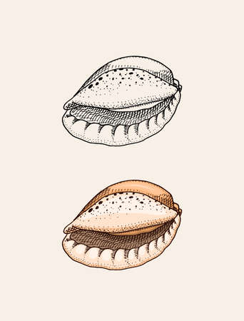 Sea shell or mollusca different forms. Engraved hand drawn in old sketch, vintage style. Nautical or marine, monster or food. animals in the ocean.のイラスト素材