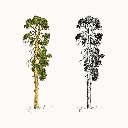Sequoia big tree in vintage style. The national symbol of Greece. Hand drawn engraved sketch in vintage style. Template for cards, labels or web sites.のイラスト素材