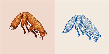 Soaring fox. Wild forest red animal jumping up. Food search concept. Vintage style. Engraved hand drawn sketch.のイラスト素材