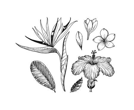 Strelitzia, Hibiscus, Plumeria. Flowering plants. Tropical or exotic leaves and leaf. Vintage fern. Engraved flowers. Hand drawn. Botanical background. Summer herbのイラスト素材