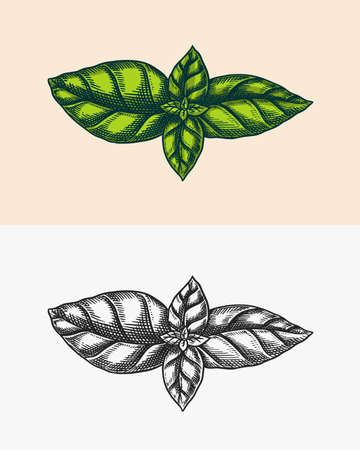 Basil leaves for Pesto sauce. Green vegetarian food. Engraved hand drawn sketch.のイラスト素材