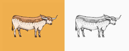 Domestic Cow. Farm animal. Vintage sketch for shop. Badge for t-shirts. Hand Drawn engrave Vector illustration.のイラスト素材