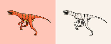 Dinosaur Velociraptor, skeletons, fossils. Prehistoric reptiles. Vintage sketch for t-shirt print or...