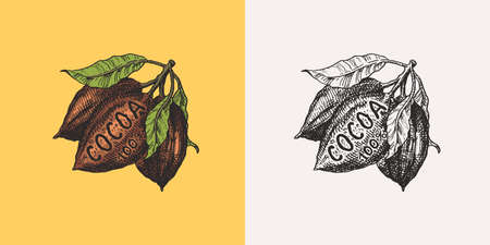 Cocoa fruit. Beans or Grains. Vintage badge or logo for t-shirts, typography, shop or signboards. Hand Drawn engraved sketch. Vector illustration.のイラスト素材