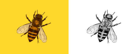 Bee and Honey. Mead and insect. Vector Engraved hand drawn Vintage old sketch for t-shirt or typography or badge. Vector illustrationのイラスト素材