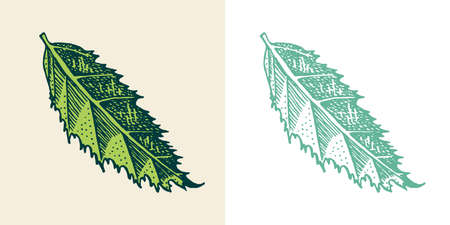 Flowering plants. Tropical or exotic leaves and leaf. Palm plant, Monstera. Vintage fern. Engraved flowers. Hand drawn. Botanical background.のイラスト素材