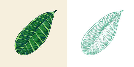 Flowering plants. Tropical or exotic leaves and leaf. Palm plant, Monstera. Vintage fern. Engraved flowers. Hand drawn. Botanical background.のイラスト素材