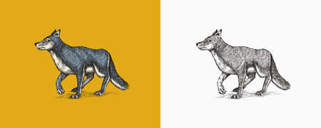 Gray wolf. A predatory beast. Wild forest animal. Vector Engraved hand drawn Vintage old sketch for...