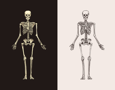 Skeleton silhouette. Human biology, anatomy illustration. engraved hand drawn in old sketch and vintage style. Bones of the body. Vector illustrationのイラスト素材