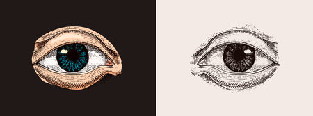Human biology, organs anatomy illustration. engraved hand drawn in old sketch and vintage style. face detailed eye or view or look. Vector illustrationのイラスト素材