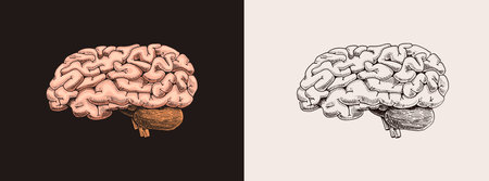 Human brain. Nervous system. Retro vector illustration for woodcut or print. Hand drawn sketch....