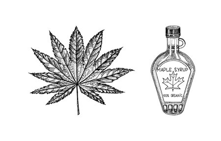 Bottle of maple syrup and Leaf. Vintage hand drawn drawing style. Plant or herb. Acer platanoides or macrophyllumのイラスト素材