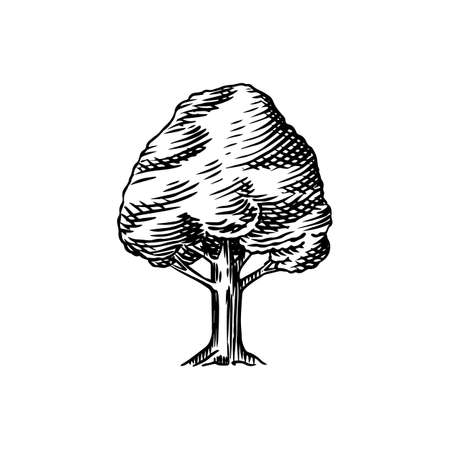 Olive tree in vintage style. The national symbol of Greece. Hand drawn engraved sketch in vintage style. Template for cards, labels or web sites.のイラスト素材