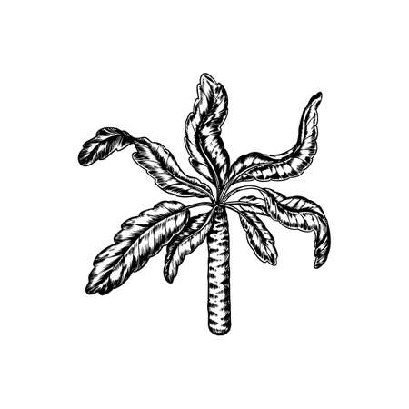 Tropical trees exotic plants. Banana and palm leaves. Eastern landscape. Exotic nature. Linear Jungle. Hand drawn sketch in vintage style.のイラスト素材