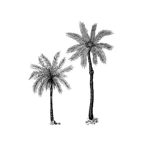Coconut palm. Tropical trees exotic plants. Phoenix or Date varieties. Eastern landscape. Exotic nature. Linear Jungle. Hand drawn sketch in vintage style.のイラスト素材