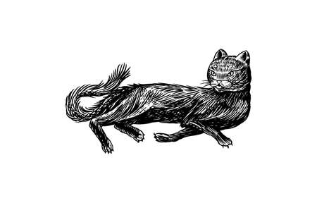 Black cat. Witch animal. Halloween or pagan witchcraft. Vintage engraving sketch. Doodle outline. Hand drawing. Vector illustration.のイラスト素材