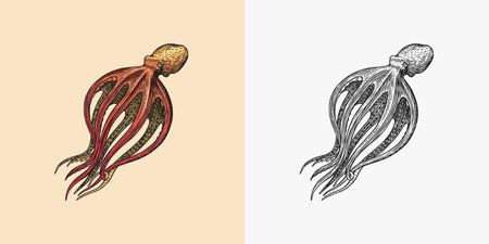Sea octopus. Engraved hand drawn in old sketch, vintage creature. Nautical or marine, monster. Animal in the ocean. Template for logos, labels and emblems.のイラスト素材