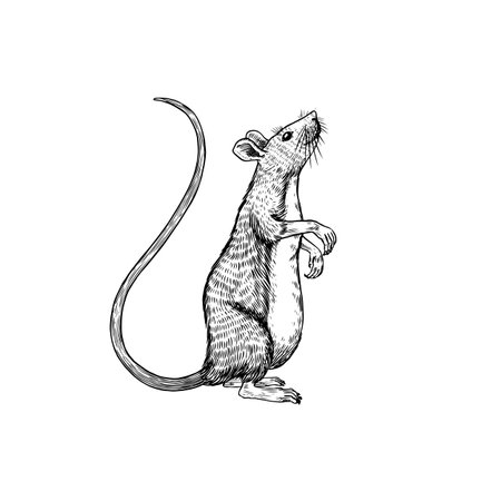 Rat or mouse. Graphic wild animal. Hand drawn vintage sketch. Engraved grunge elements.のイラスト素材