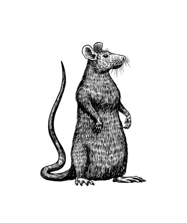 Rat or mouse. Graphic wild animal. Hand drawn vintage sketch. Engraved grunge elements.のイラスト素材