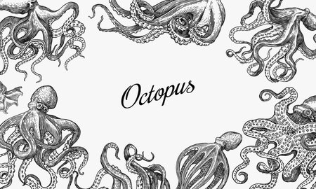 Sea octopus Background. Engraved hand drawn in old sketch, vintage creature. Nautical or marine, monster. Animal in the ocean. Template for logos, labels and emblems. Banner poster template.のイラスト素材
