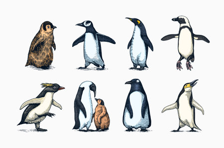 Emperor penguin and cute baby. Adult with juveniles. Small family set. Vector graphics black and white drawing. Hand drawn sketch. Group of aquatic flightless birds. African and Gentoo and King chickのイラスト素材