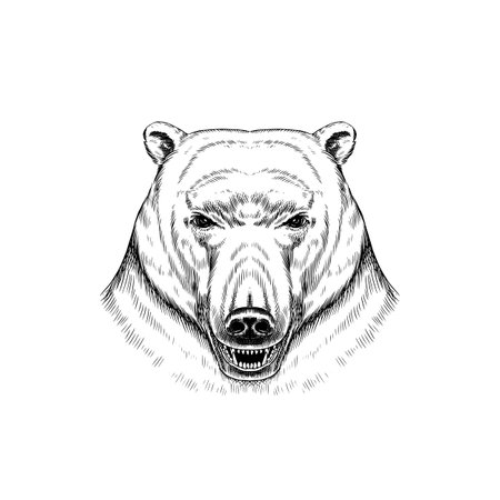 Wild polar bear. Northern Animal in vintage style. Retro vector illustration. Doodle style. Hand drawn engraved sketchのイラスト素材