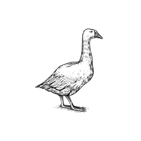 Domestic goose. Farm bird. Hand drawn. Engraved animal. Old monochrome sketch. Retro template.のイラスト素材