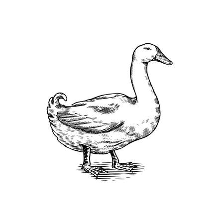 Duck bird. Hand drawn hen. Engraved Farm animal. Old monochrome sketch. Domestic poultry. Retro template.のイラスト素材