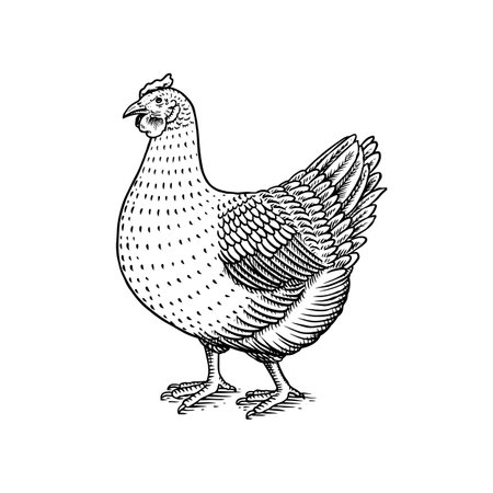 Chicken bird. Hand drawn hen. Engraved Farm animal. Old monochrome sketch. Domestic poultry. Retro template.のイラスト素材