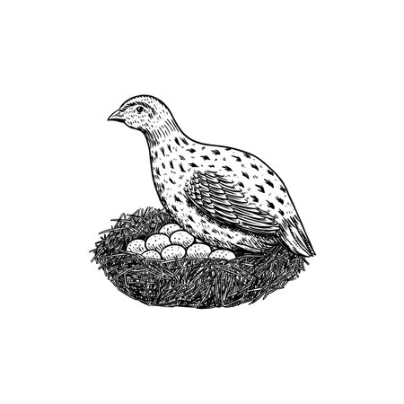 Common quail bird and nest with eggs. Hand drawn hen. Engraved Farm animal. Old monochrome sketch. Domestic poultry. Retro template.のイラスト素材
